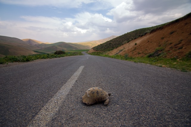 道路を歩く亀の画像